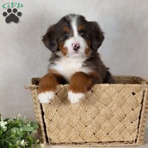 Shadow, Bernedoodle Puppy